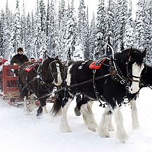 Horse Sleigh Rides - Photo: Big White Ski Resort