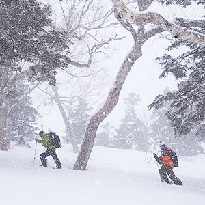 Evergreen Backcountry Day Tour - Hakuba
